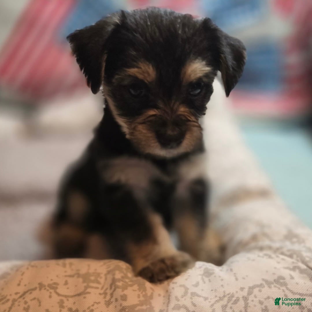 Morkie dogs for sale: Liliana - Image 2