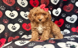 Cavapoo dogs for sale: Shayla - Image 7