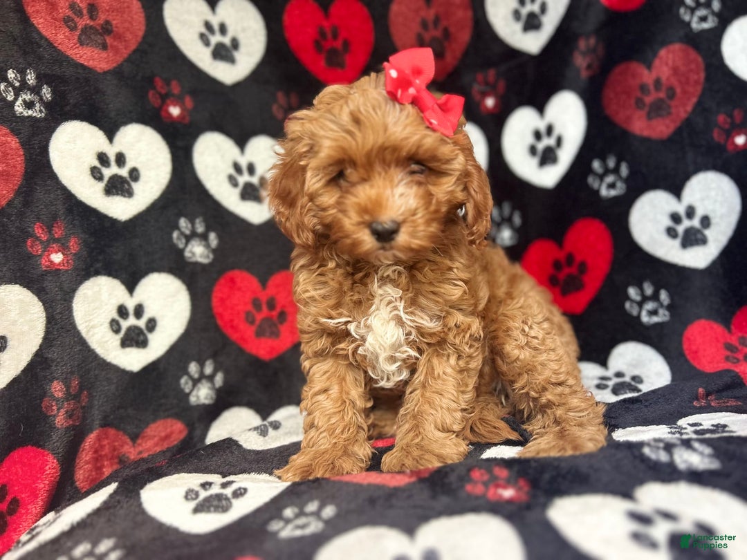 Cavapoo dogs for sale: Shayla - Image 7