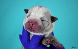 American Bully dogs for sale: Blue/white Merle Female - Image 4