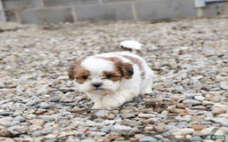 Shihpoo dogs for sale: Buster - Image 24