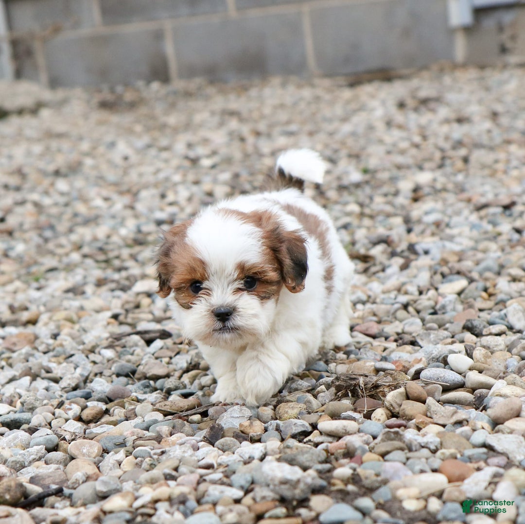 Shihpoo dogs for sale: Buster - Image 24