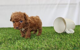 Toy Poodle dogs for sale: Baily - Image 5