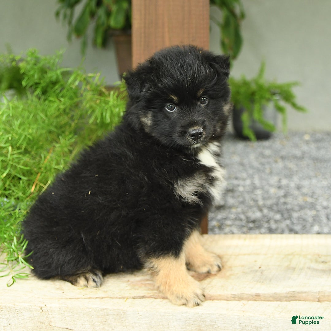 Pomsky dogs for sale: Hamlet - Image 2