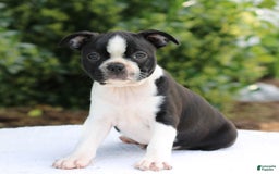 Boston Terrier dogs for sale: Karina - Image 1