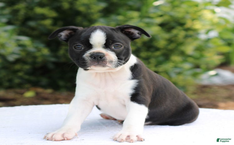 Boston Terrier dogs for sale - Ad 5