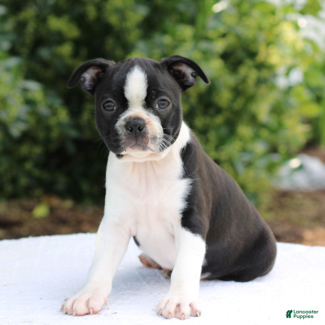 Boston Terrier dogs for sale: Karina - Image 1
