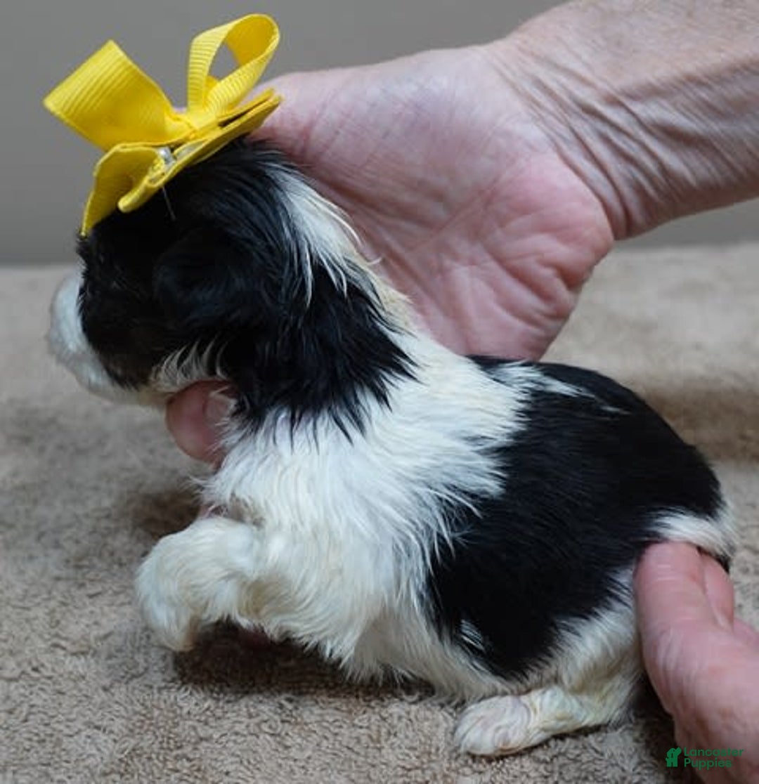 Yorkshire Terrier dogs for sale: Beckham - Image 18