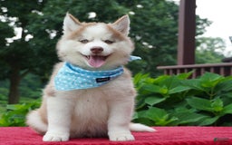 Siberian Husky dogs for sale: Cash - Image 4