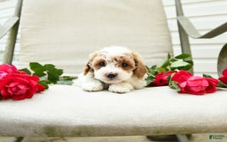 Cockapoo dogs for sale: Joy - Image 7