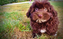 Havapoo dogs for sale: Karma - Image 18