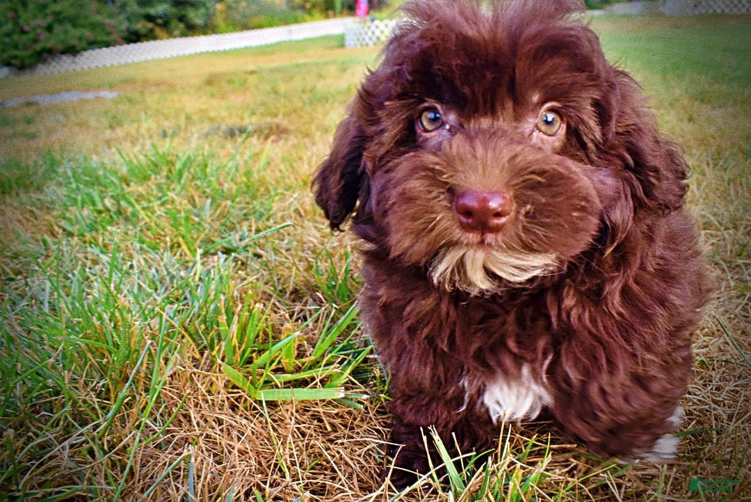 Havapoo dogs for sale: Karma - Image 18