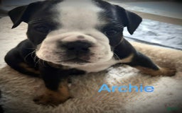 English Bulldog dogs for sale: Archie - Image 5