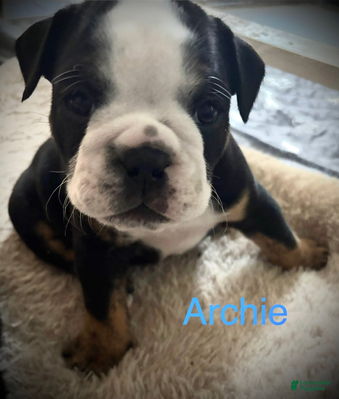English Bulldog dogs for sale: Archie - Image 5