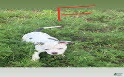 American Bully dogs for sale: Malibu - Image 1