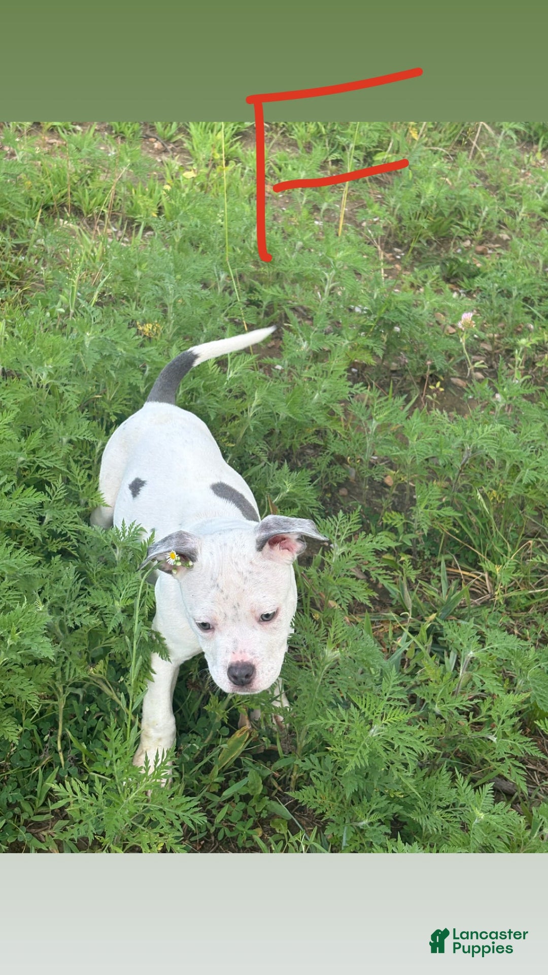 American Bully dogs for sale: Malibu - Image 1