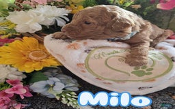 Toy Poodle dogs for sale: Milo - Image 2