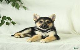 Gerberian Shepsky dogs for sale: Mandy - Image 1