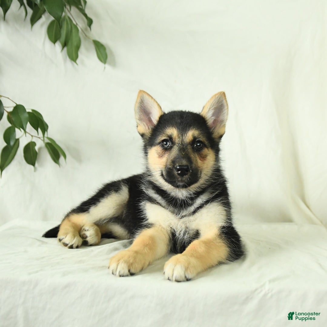Gerberian Shepsky dogs for sale: Mandy - Image 1