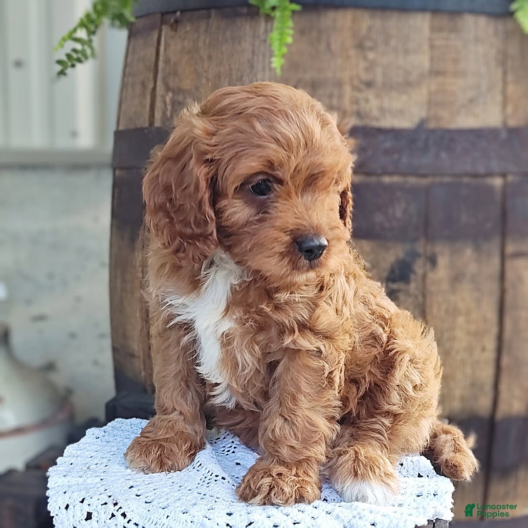 Cavapoo dogs for sale: Bennie - Image 5