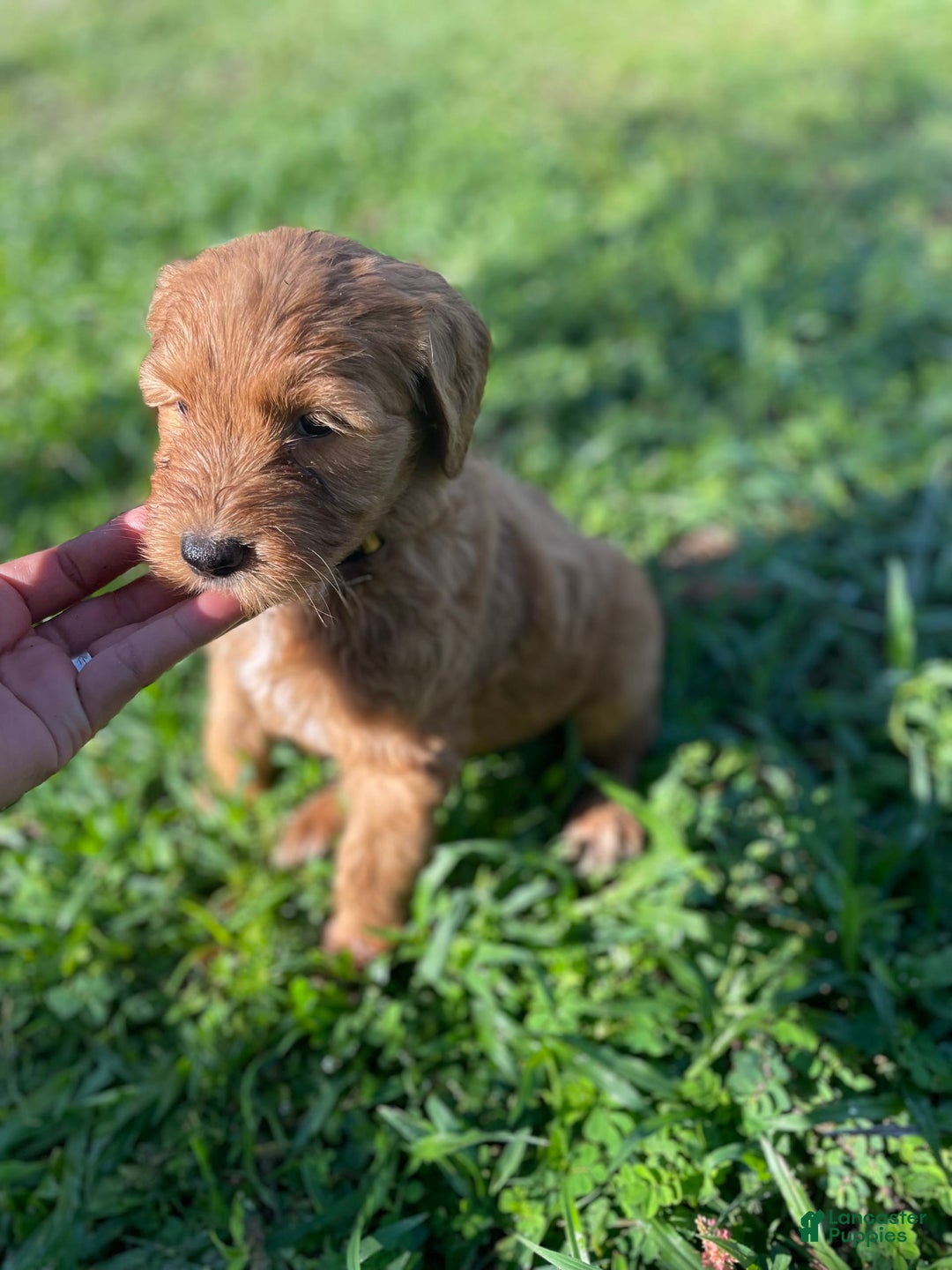 Goldendoodle dogs for sale: Yellow - Image 2