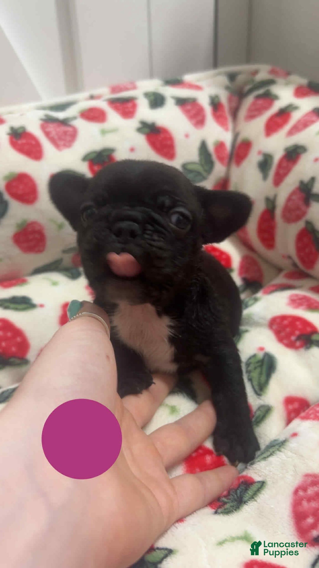 French Bulldog dogs for sale: Peaches - Image 4