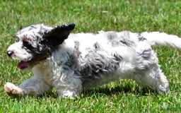 Cockapoo dogs for sale: Caden - Image 4