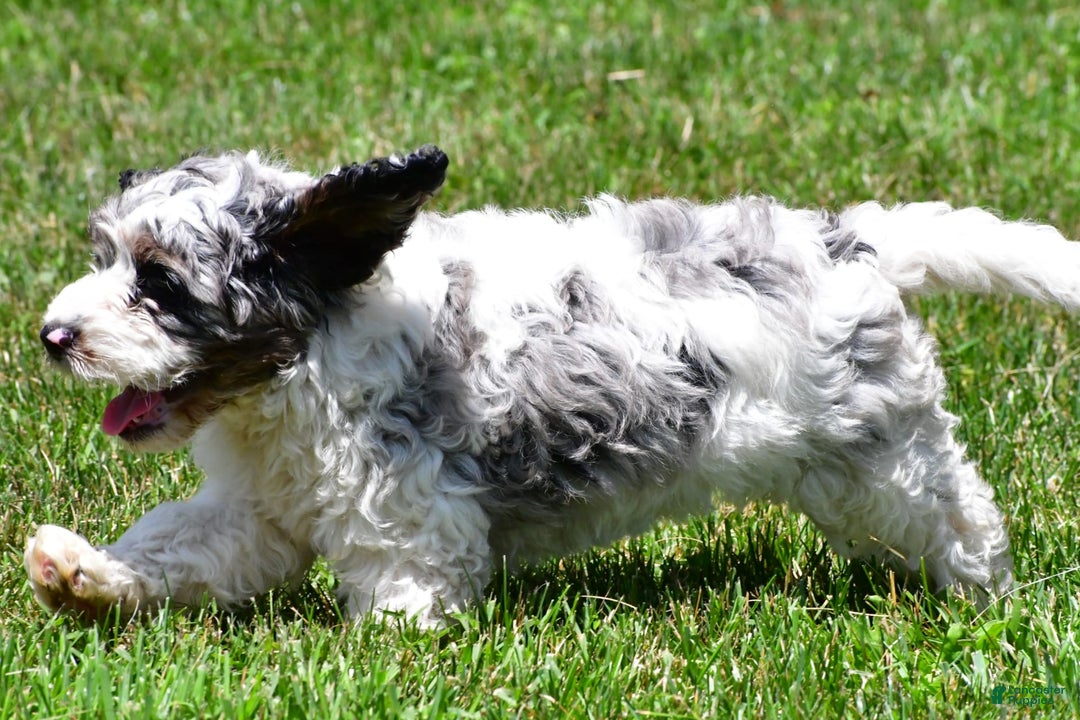 Cockapoo dogs for sale: Caden - Image 4
