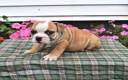 English Bulldog dogs for sale: Buster - Image 3