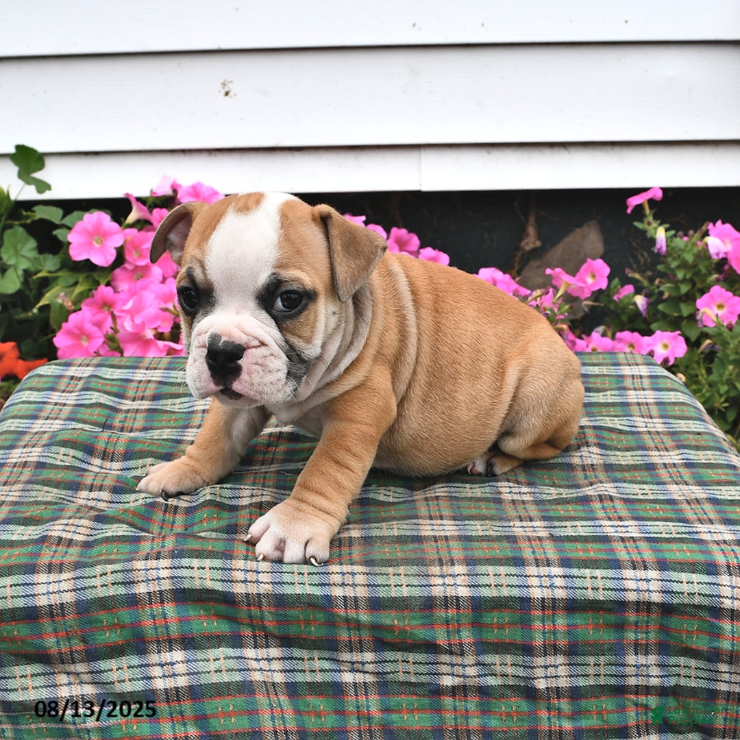 English Bulldog dogs for sale: Buster - Image 3