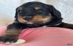Bernedoodle dogs for sale: Bernedoodle 5 puppies - Image 2