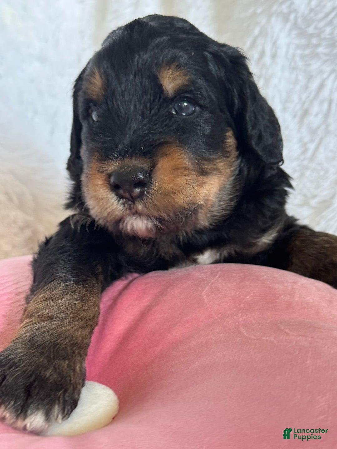 Bernedoodle dogs for sale: Bernedoodle 5 puppies - Image 2
