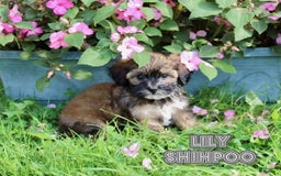 Shihpoo dogs for sale: Lily - Image 5