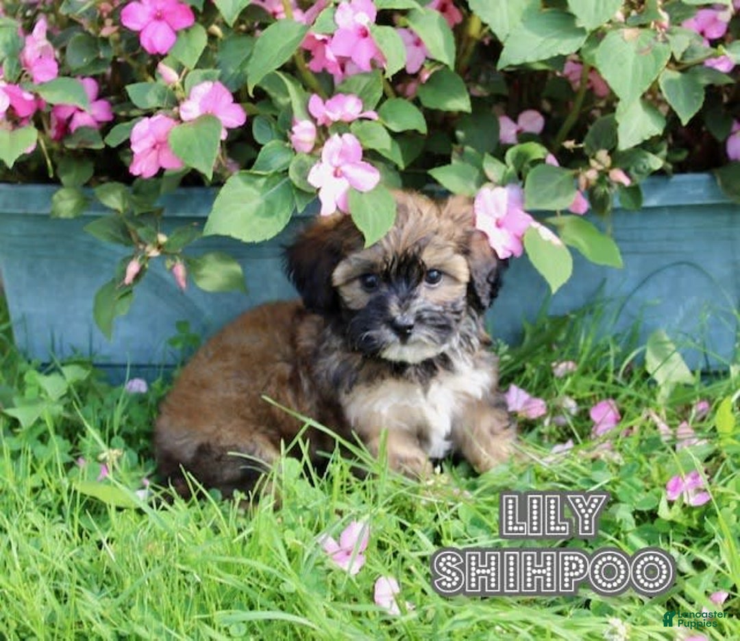 Shihpoo dogs for sale: Lily - Image 5