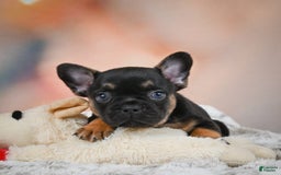 French Bulldog dogs for sale: Buddy - Image 10
