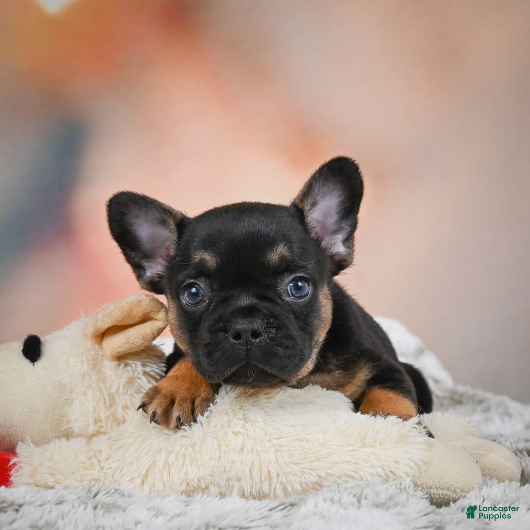 French Bulldog dogs for sale: Buddy - Image 10