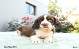 English Springer Spaniel dogs for sale: Bubbles - Image 1