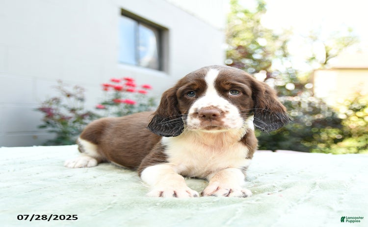 English Springer Spaniel dogs for sale - Ad 2