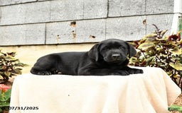 Labrador Retriever dogs for sale: Moose - Image 1