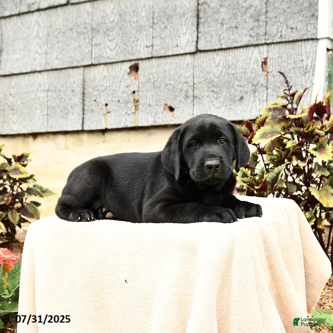 Labrador Retriever dogs for sale: Moose - Image 1