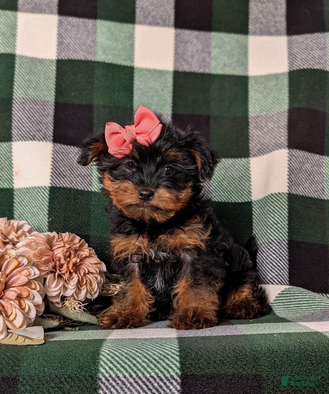 Shorkie dogs for sale: Camdyn Toy Size - Image 6