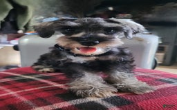 Miniature Schnauzer dogs for sale: Piper - Image 4