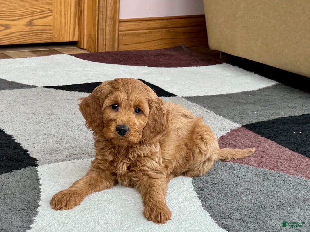 Cockapoo dogs for sale: Manny - Image 13