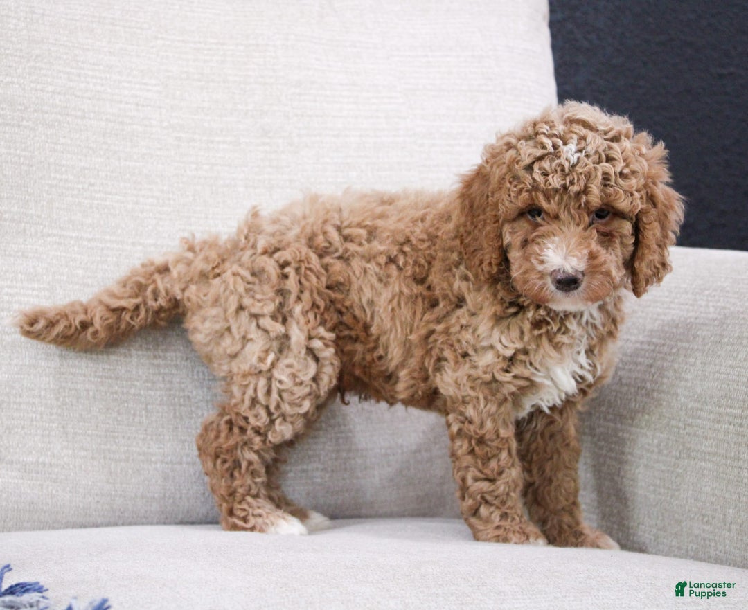 Miniature Poodle dogs for sale: Knox - Image 6