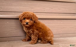 Maltipoo dogs for sale: Gorgeous - Image 8