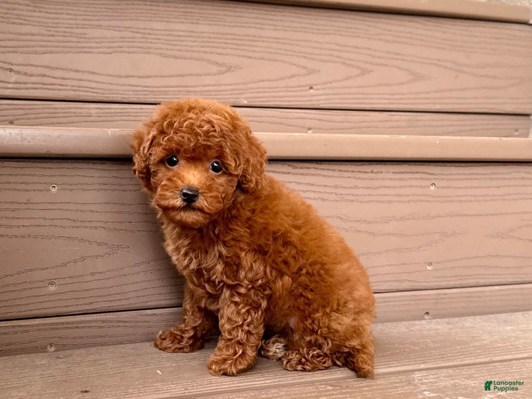 Maltipoo dogs for sale: Gorgeous - Image 8