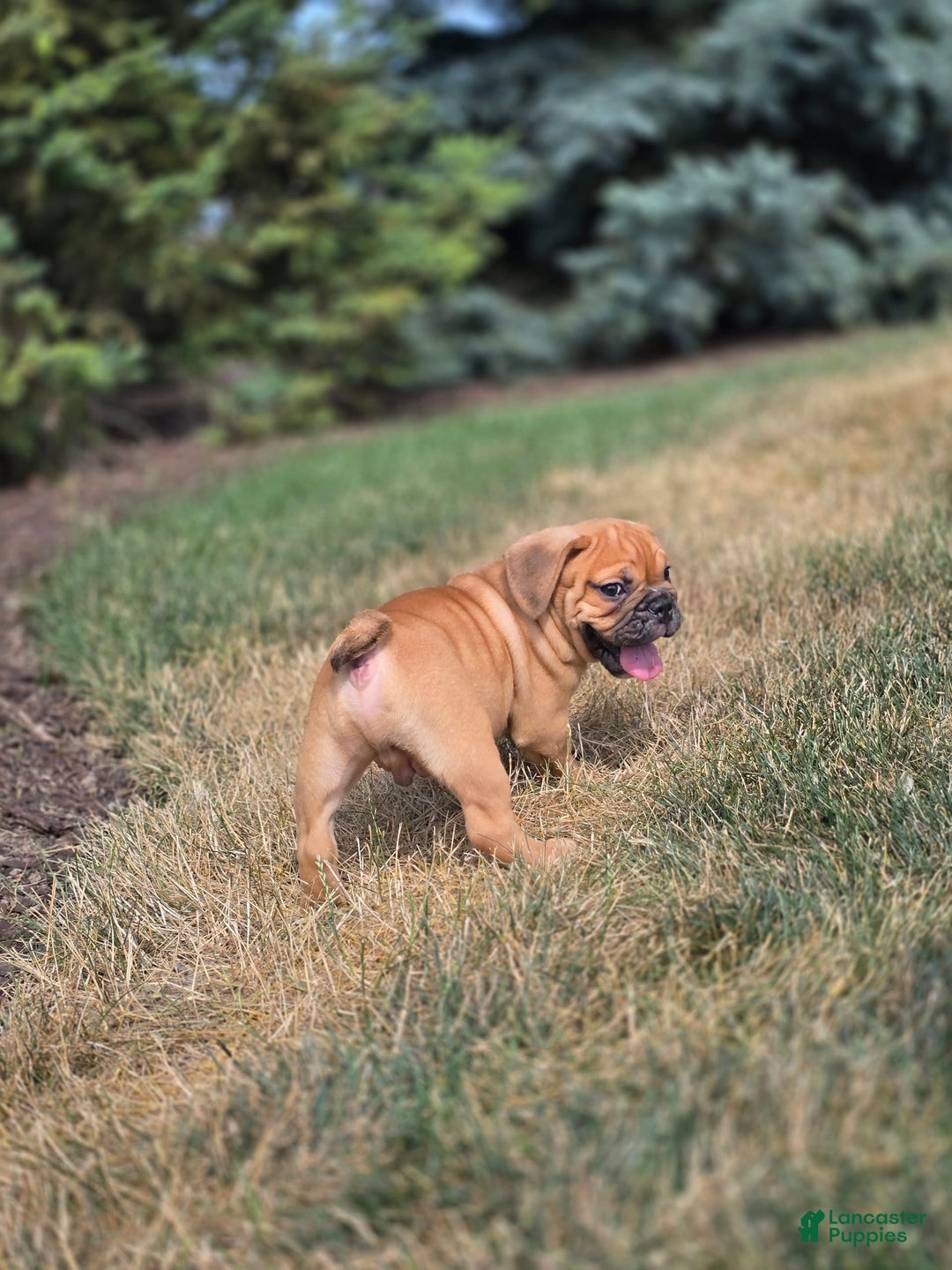 English Bulldog dogs for sale: Hunter - Image 1
