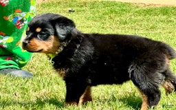 Rottweiler dogs for sale: Green Collar - Image 3