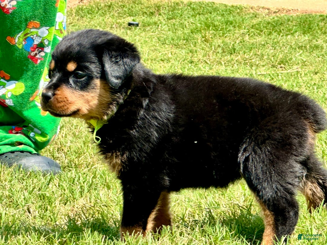 Rottweiler dogs for sale: Green Collar - Image 3
