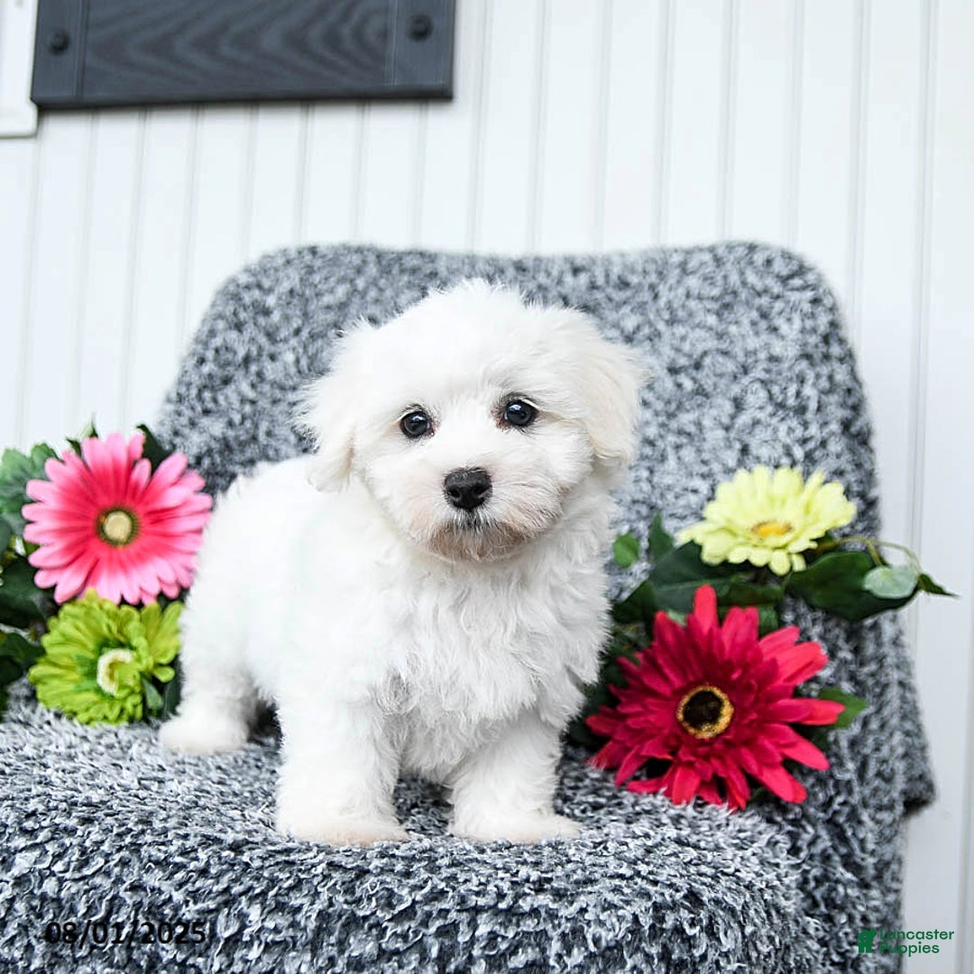 Teddy Bear dogs for sale: Cathy - Image 2